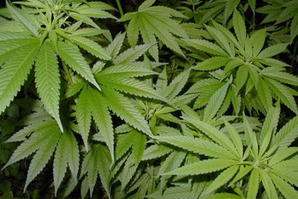 Актуальное свежее меню неделя новинки кракен актуальная ссылка доставка еды