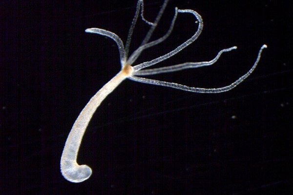 Маркетплейс питания только через тор кракен