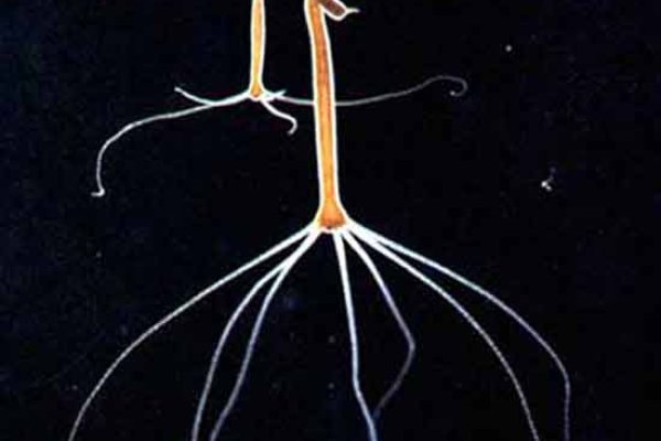 Горячая вкусная свежая еда офис день кракен тор доступ меню блюда