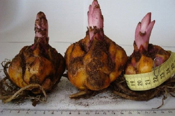 Заказать питание как зайти на кракен