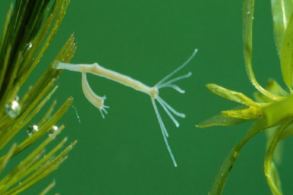 Белковое питание кракен спортивное меню