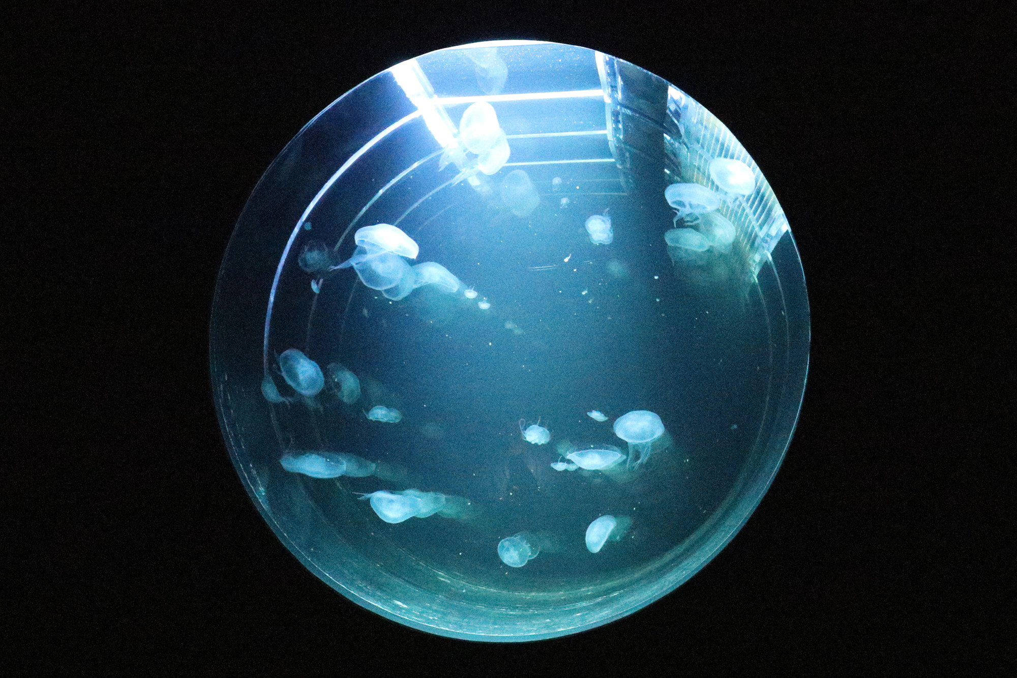 Сервисы доставки Москва площадки kraken питание